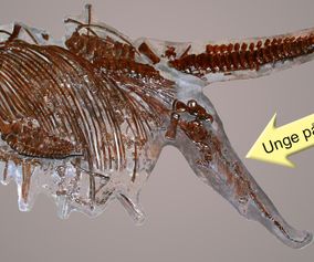 Födande Ichthyosaurus